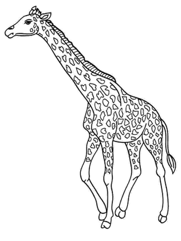 giraffe colouring picture free printable giraffe coloring pages for kids giraffe picture colouring 