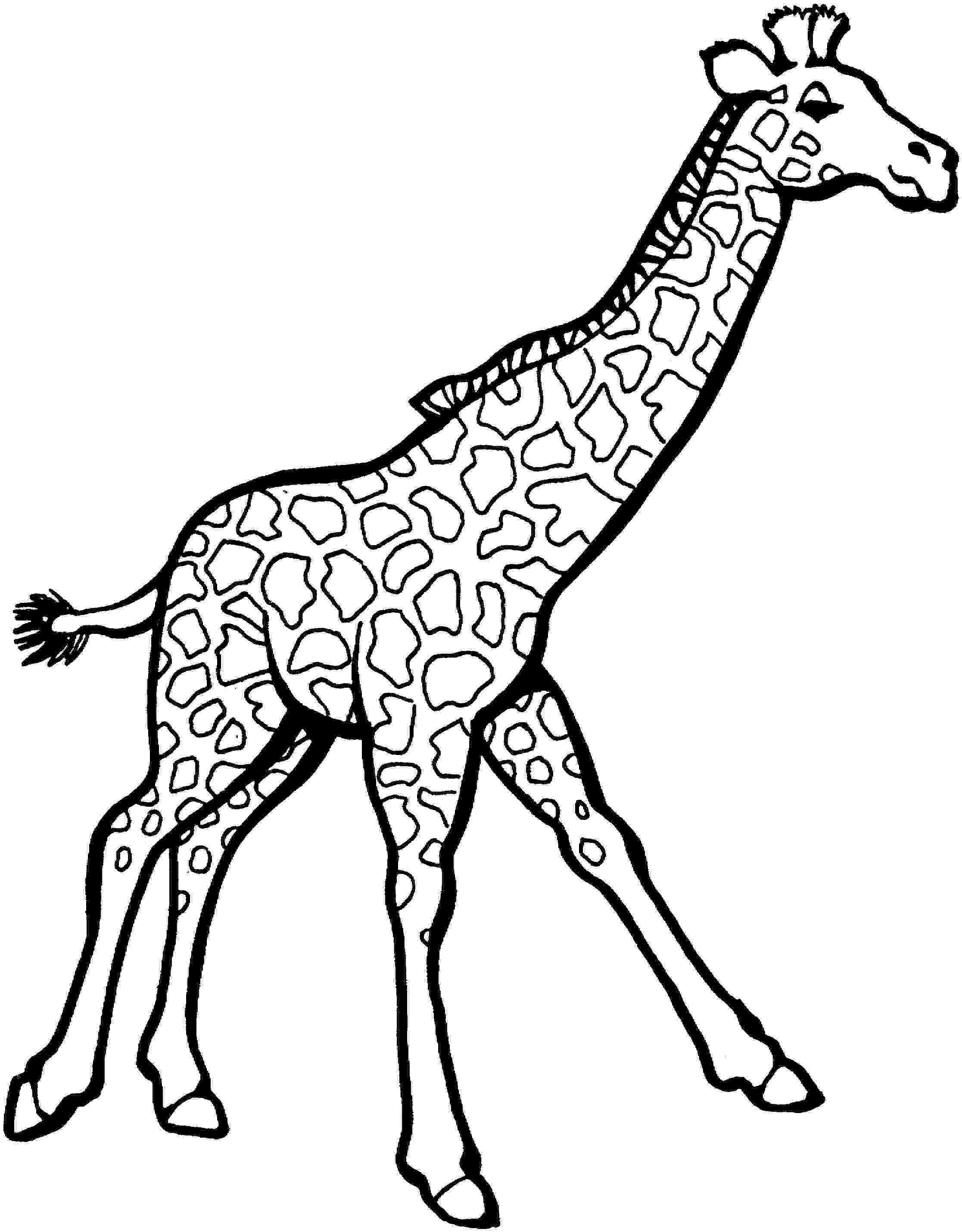 giraffe colouring picture free printable giraffe coloring pages for kids giraffe picture colouring 1 1