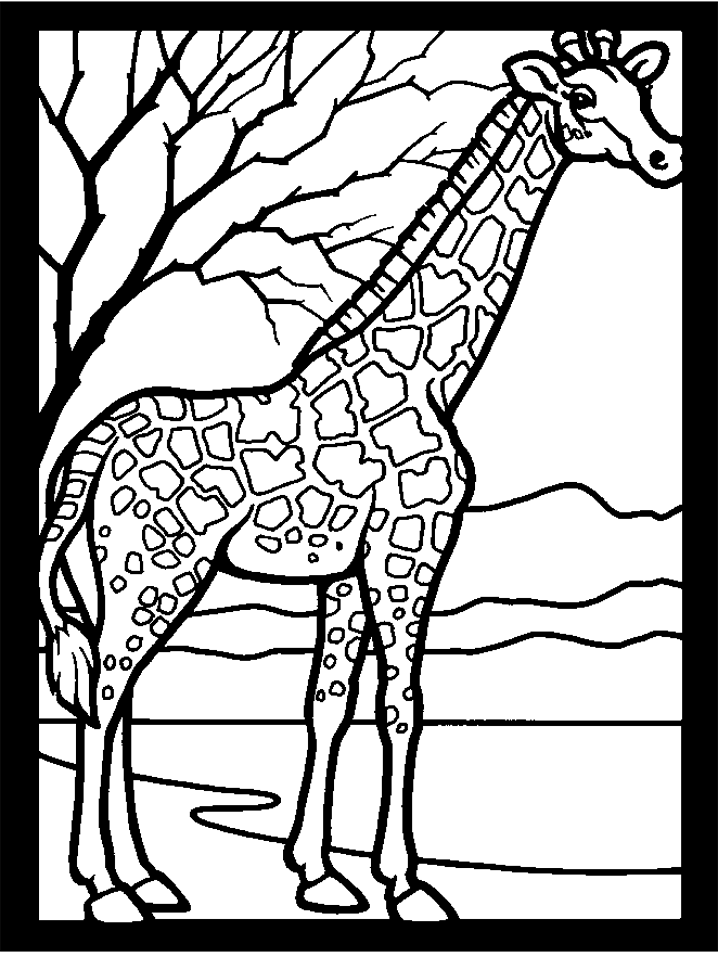 giraffe colouring picture free printable giraffe coloring pages for kids picture colouring giraffe 