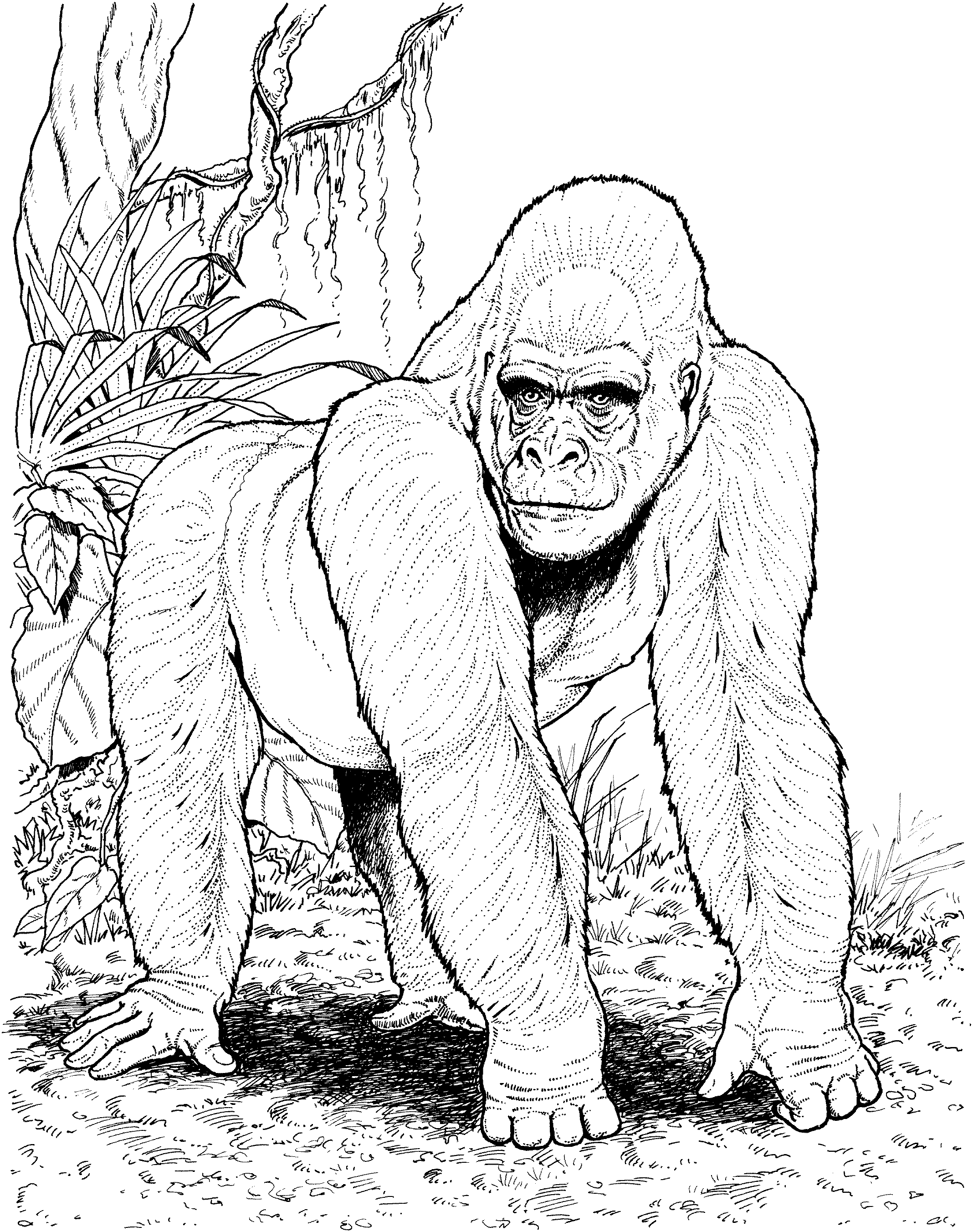 gorilla coloring pages gorilla coloring page free printable coloring pages coloring gorilla pages 