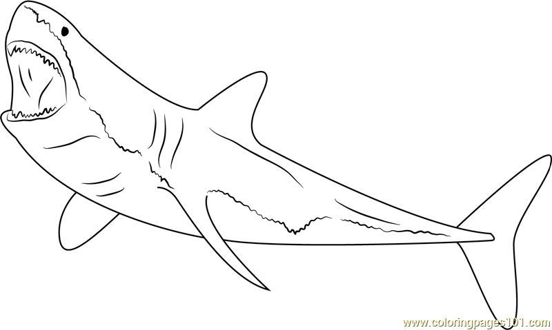 great white shark pictures to color great white shark coloring pages downloadable and shark color white great to pictures 