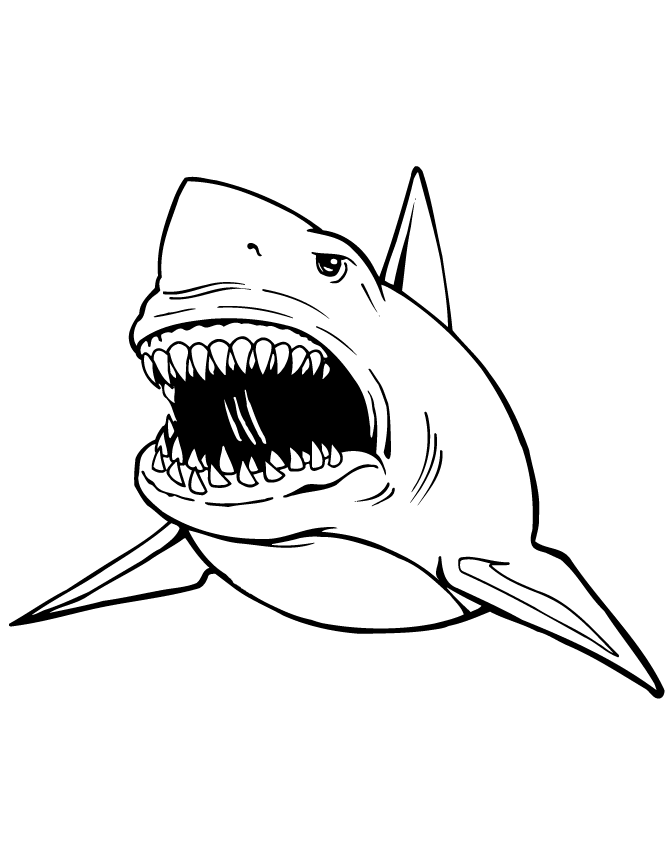 great white shark pictures to color great white shark coloring pages to download and print for color great pictures shark to white 
