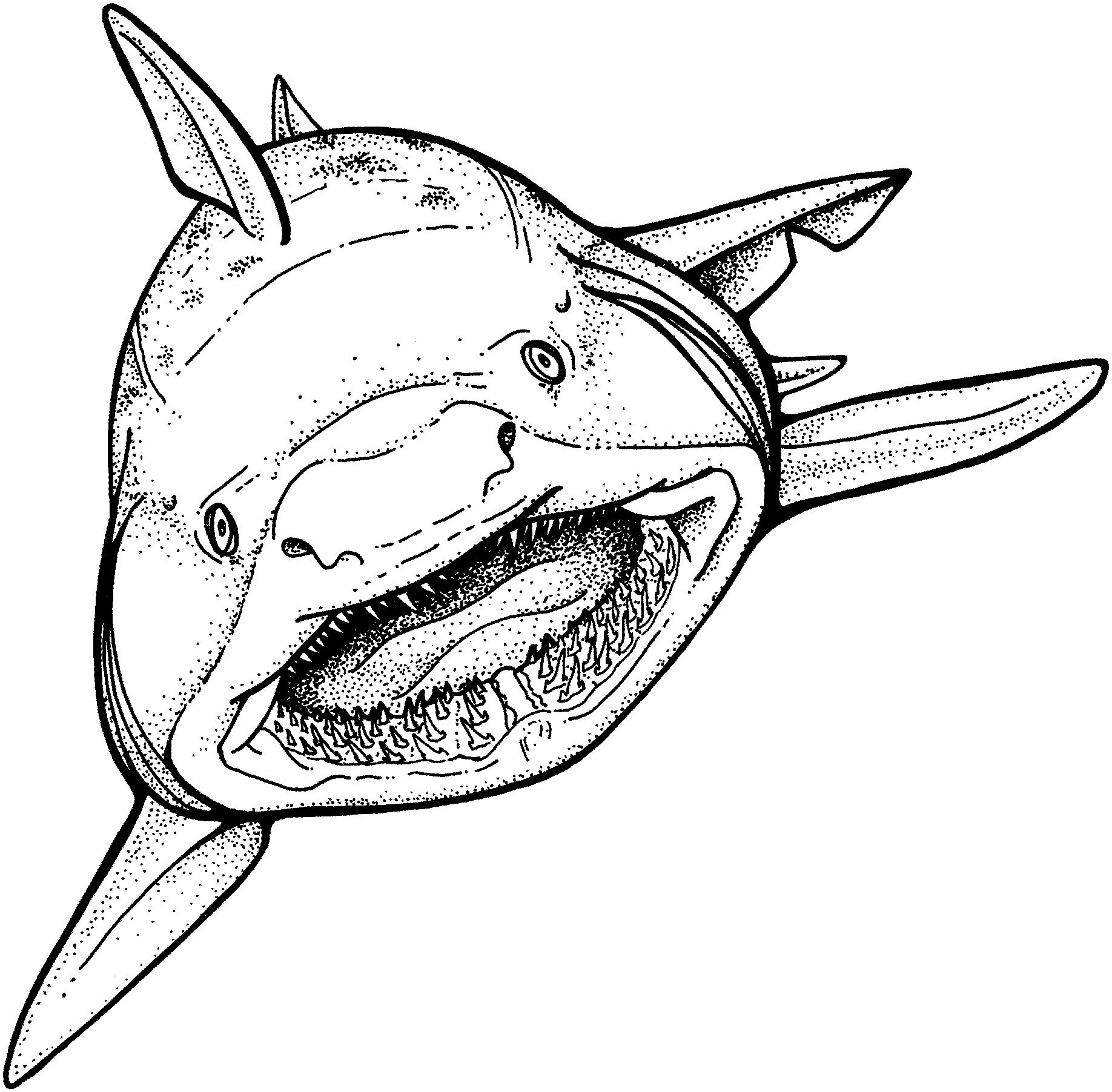 great white shark pictures to color great white shark coloring pages to download and print for pictures white great shark color to 