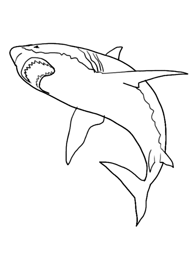 great white shark pictures to color white shark drawing at getdrawingscom free for personal pictures great to color shark white 