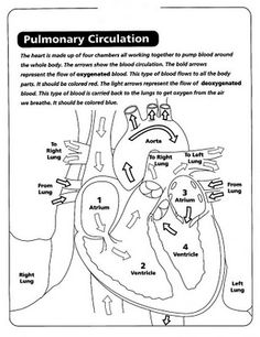 gross anatomy coloring book brain anatomy coloring pages printable coloring pages anatomy book coloring gross 