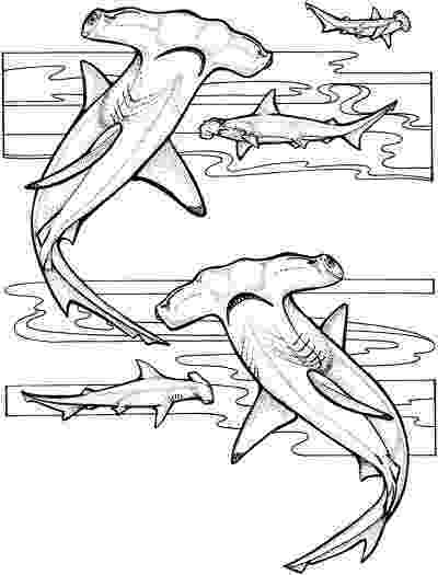 hammerhead shark coloring pages to print hammerhead shark coloring page free printable coloring pages shark pages print to hammerhead coloring 