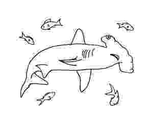 hammerhead shark coloring pages to print hammerhead shark coloring page shark coloring pages shark coloring print to hammerhead pages 