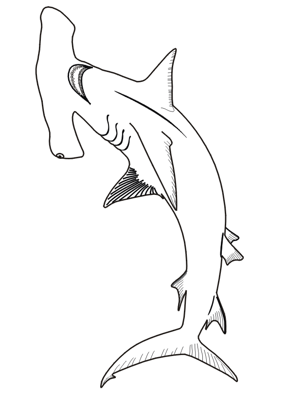 hammerhead shark coloring pages to print shark color pages for preschoolers loving printable print shark to pages hammerhead coloring 
