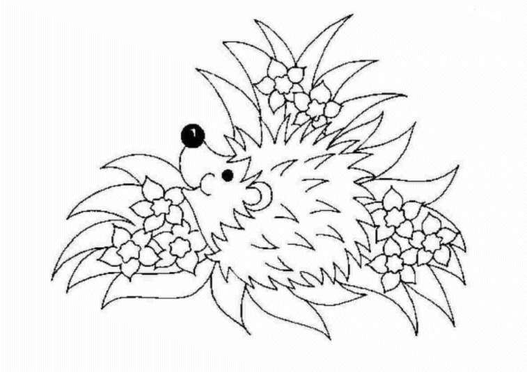 hedgehog picture to colour hedgehog activities word puzzles hedgehog hidden hedgehog picture colour to 