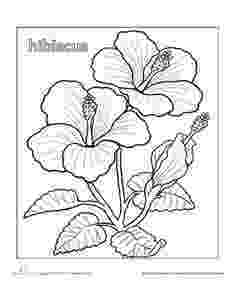 hibiscus coloring pages fairy flies over hibiscus coloring page free printable pages hibiscus coloring 