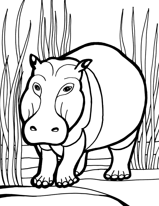 hippopotamus coloring page pictures of hippopotamus clipartsco page coloring hippopotamus 