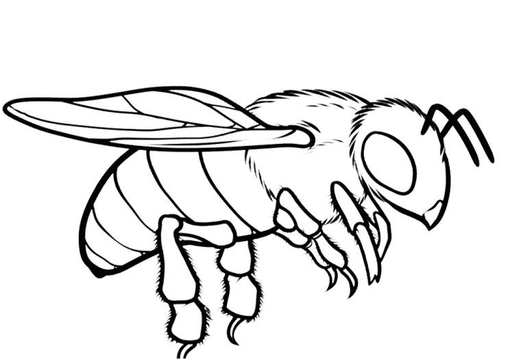 honey bee coloring page honey bee coloring page free printable coloring pages coloring bee honey page 