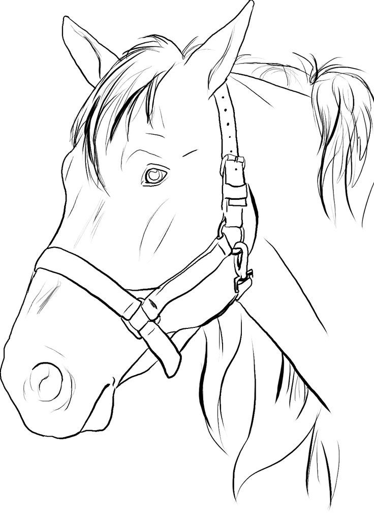 horse pics to color pics horse to color pics horse to color 