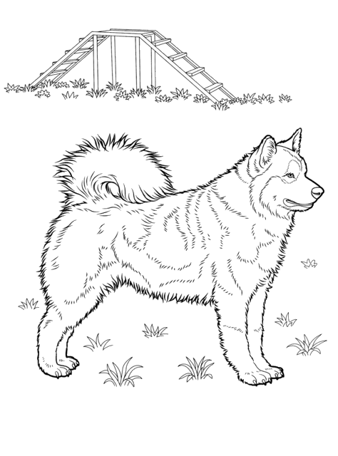 husky pictures to print cute husky coloring pages gambar pictures husky to print 