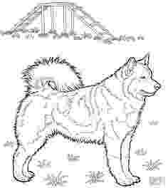 husky pictures to print siberian husky coloring page coloring pages for adults print pictures husky to 