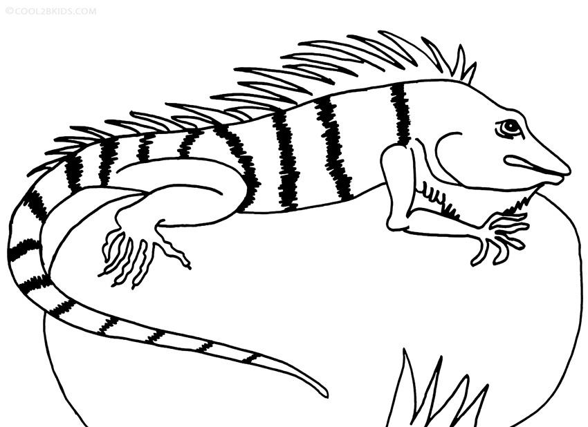 iguana coloring pages free printable iguana coloring pages for kids pages iguana coloring 