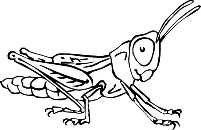 insect colouring page insect coloring pages coloringpages1001com colouring page insect 