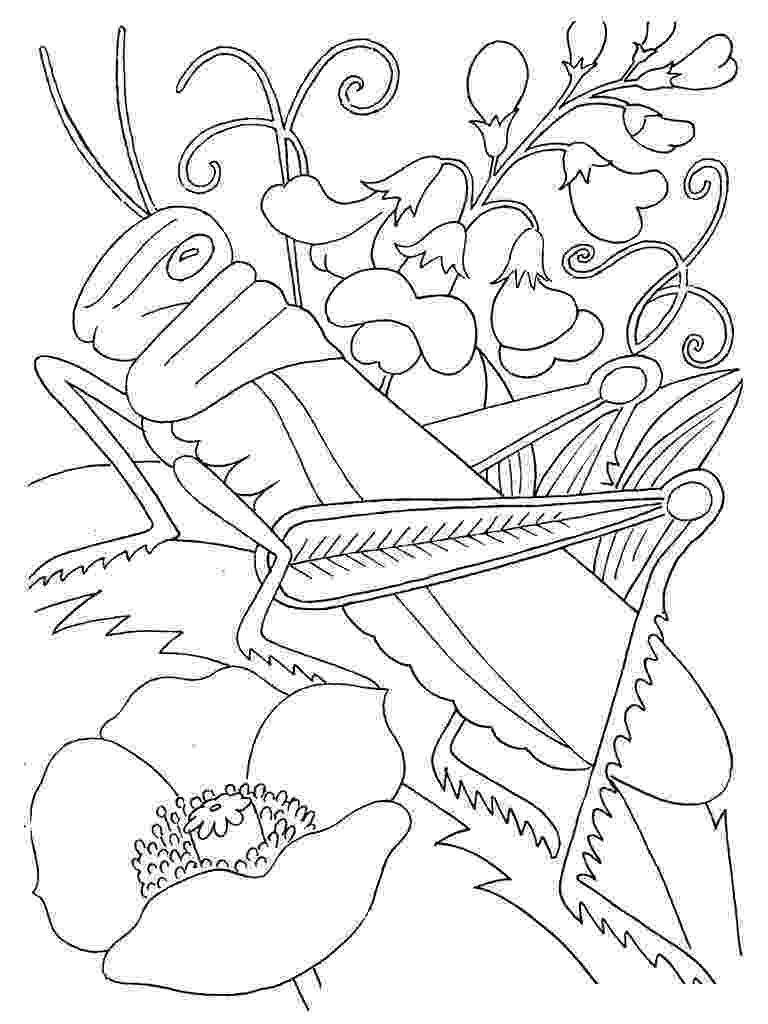 insect colouring page insects coloring page 22 to print and color for free page insect colouring 