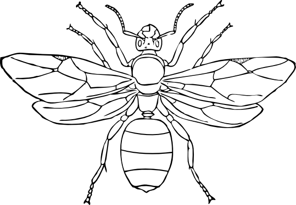insect colouring page printable bug coloring pages for kids cool2bkids page insect colouring 
