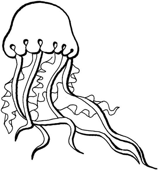 jellyfish coloring pictures free jellyfish wallpaper wallpapers download fish coloring pictures jellyfish 