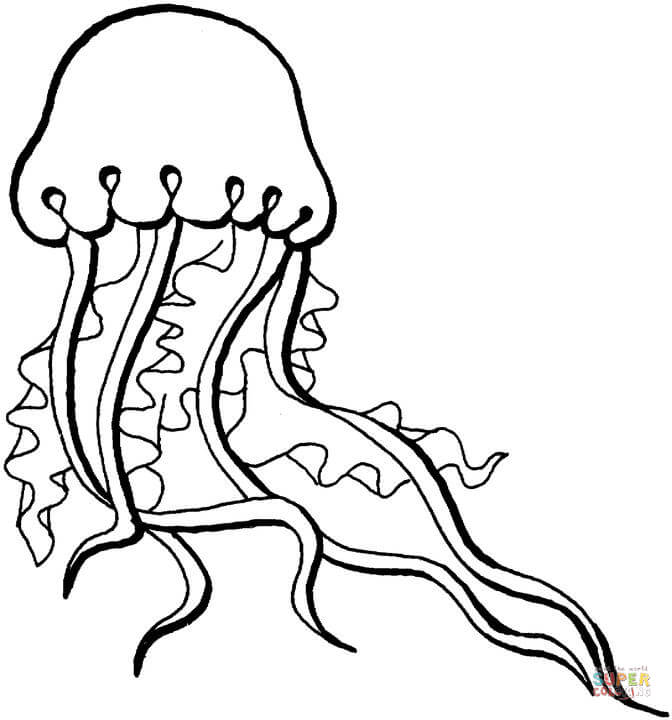 jellyfish coloring pictures jellyfish free printable coloring pages jellyfish coloring pictures 