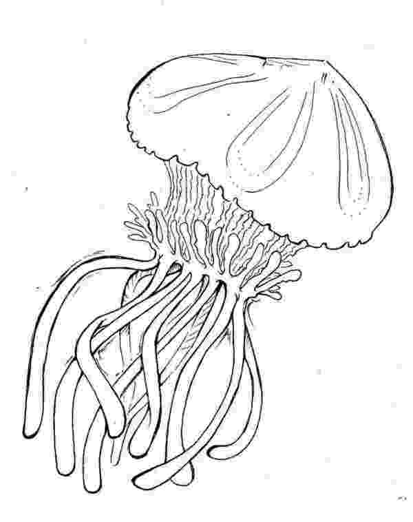 jellyfish for coloring jellyfish coloring pages to download and print for free coloring for jellyfish 
