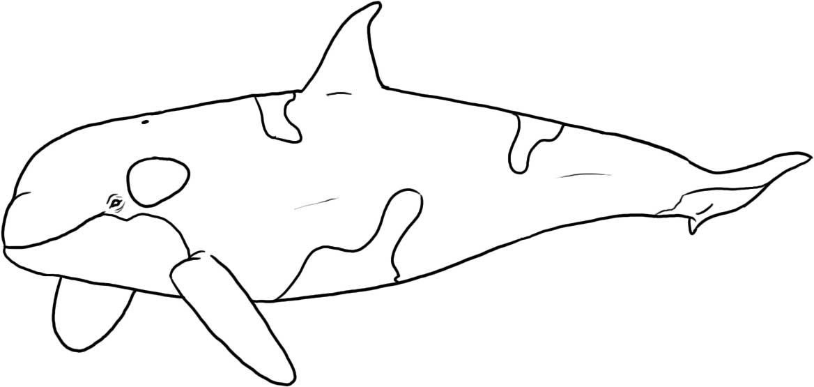killer whale coloring page cute killer whale is jumping out of water coloring page killer page whale coloring 