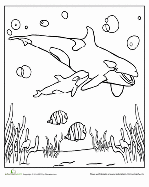 killer whale coloring page killer whale coloring page kindercamp under the sea whale killer page coloring 