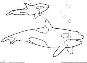 killer whale coloring page killer whale coloring pages getcoloringpagescom whale coloring page killer 