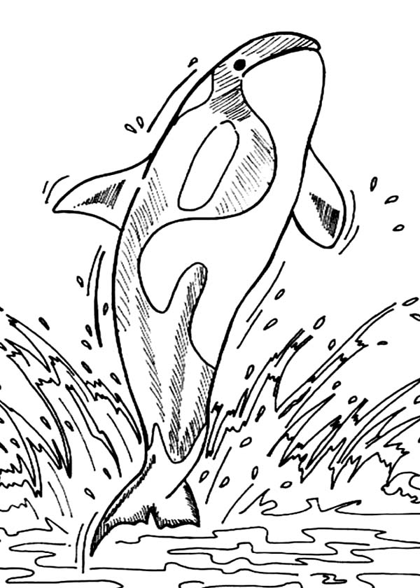 killer whale coloring page killer whale coloring pages getcoloringpagescom whale killer coloring page 