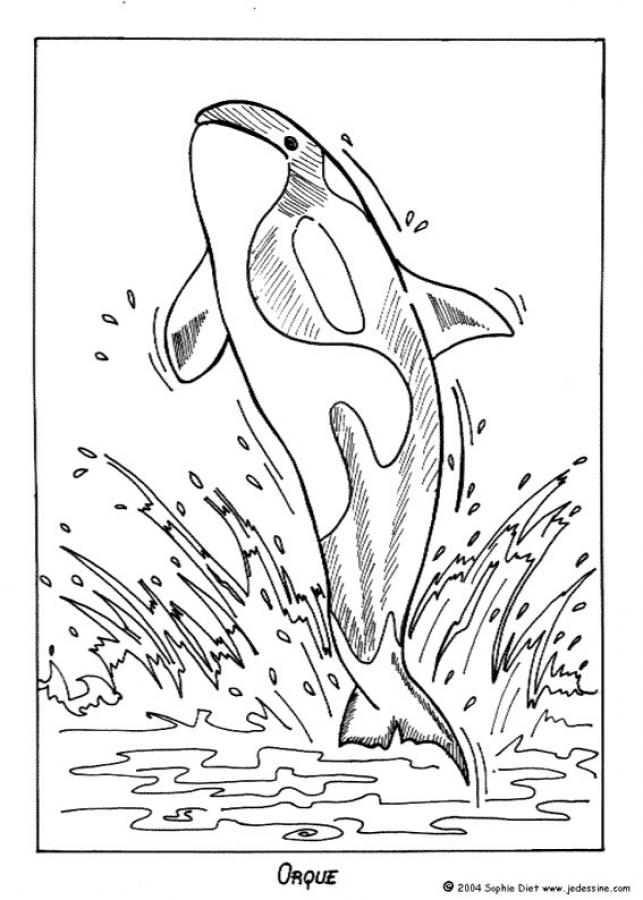 killer whale coloring page killer whale or orca coloring page supercoloringcom page coloring killer whale 