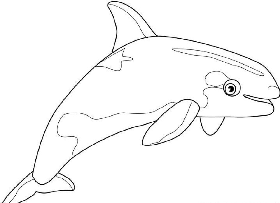 killer whale coloring page printable whale coloring pages for kids cool2bkids killer coloring whale page 