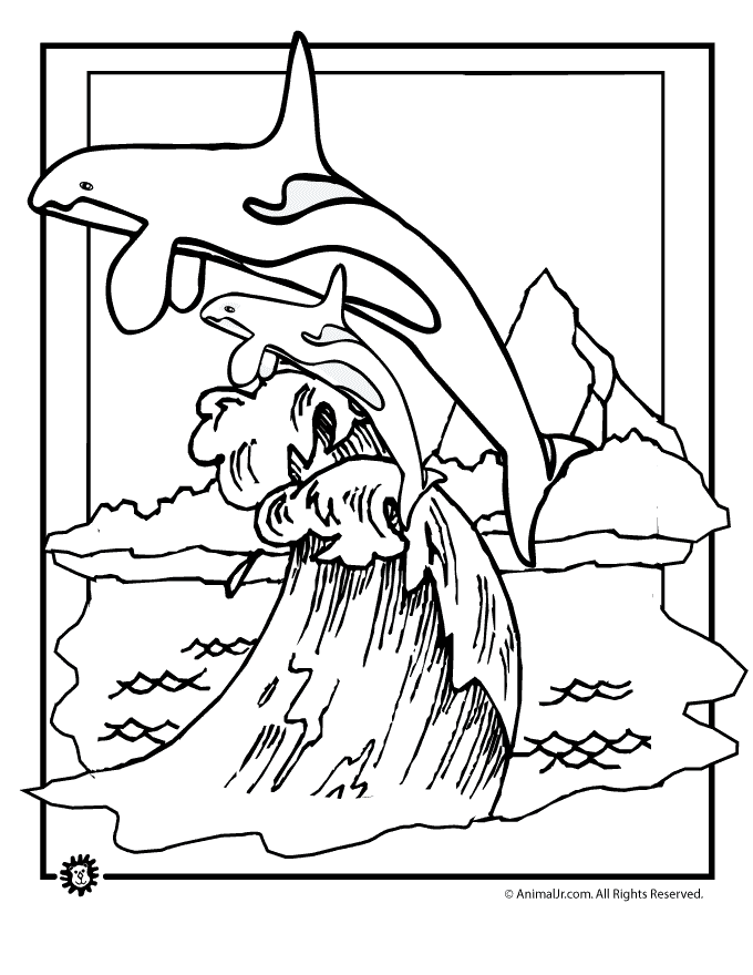 killer whale pictures to color killer whale coloring pages to download and print for free killer pictures color whale to 