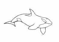 killer whale pictures to color killer whale coloring pages to download and print for free whale color pictures to killer 