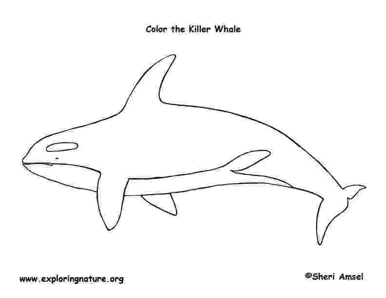 killer whale pictures to color mandela coloring pages coloring pages for children killer pictures whale color to 