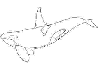 killer whale pictures to color orca whale pages coloring pages to whale color killer pictures 