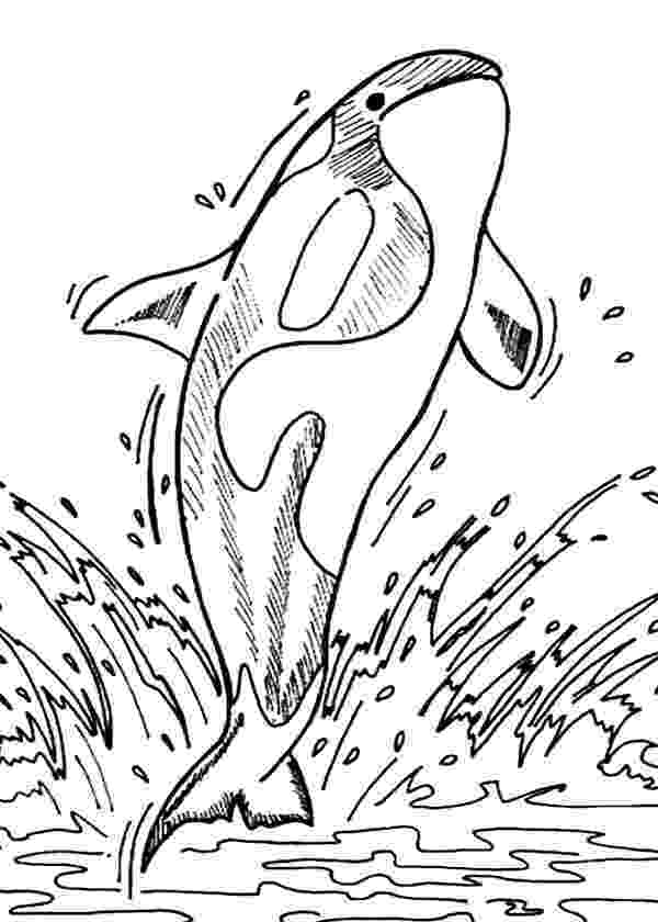 killer whale pictures to color sea life online coloring pages page 1 pictures killer whale color to 