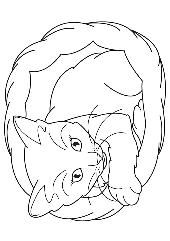 kitten color page meowing kitten coloring page free printable coloring pages page kitten color 