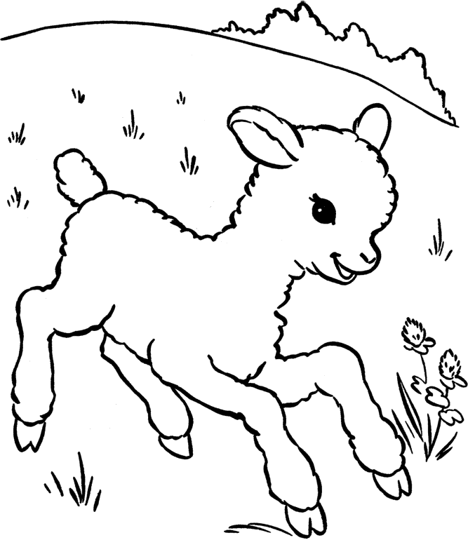 lamb pictures to color sheep outline drawing at getdrawingscom free for lamb pictures to color 