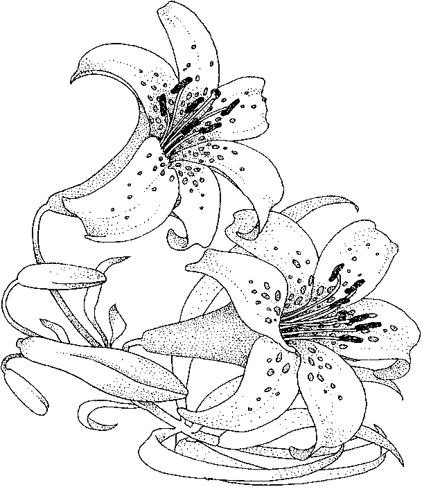 lily flower coloring pages adult coloring pages flowers lily pages flower coloring 