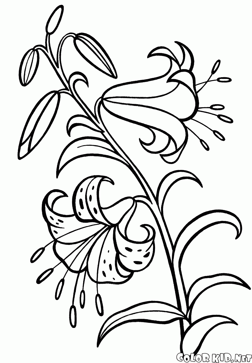 lily flower coloring pages coloring page lily pages coloring lily flower 