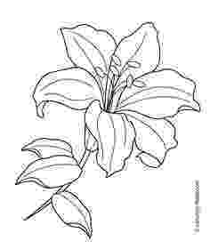 lily flower coloring pages free printable roses coloring pages for kids rose adult flower lily pages coloring 