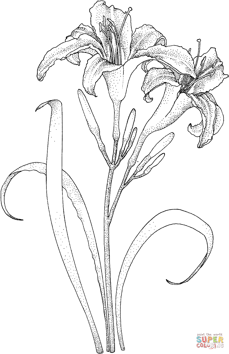 lily flower coloring pages lily 5 tons of flower coloring sheets description from lily coloring flower pages 