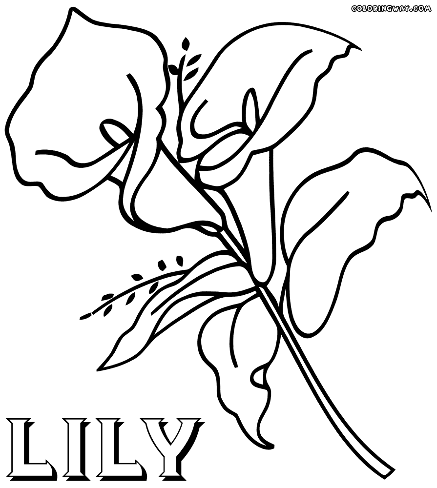 lily flower coloring pages lily tattoo outline drawings sketch coloring page lily pages flower coloring 
