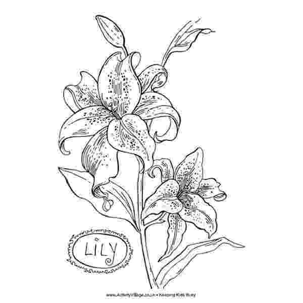 lily flower coloring pages springtime spotlight five free sites with flower coloring lily pages coloring flower 