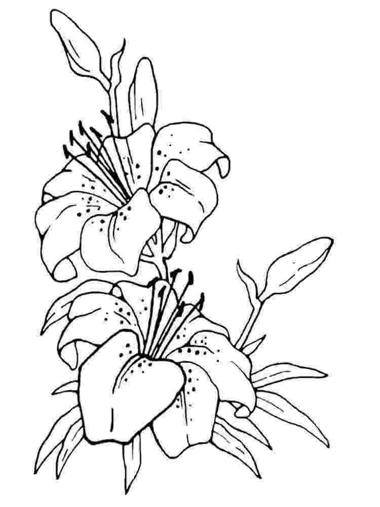 lily flower coloring pages tiger lily coloring page free printable coloring pages flower pages coloring lily 