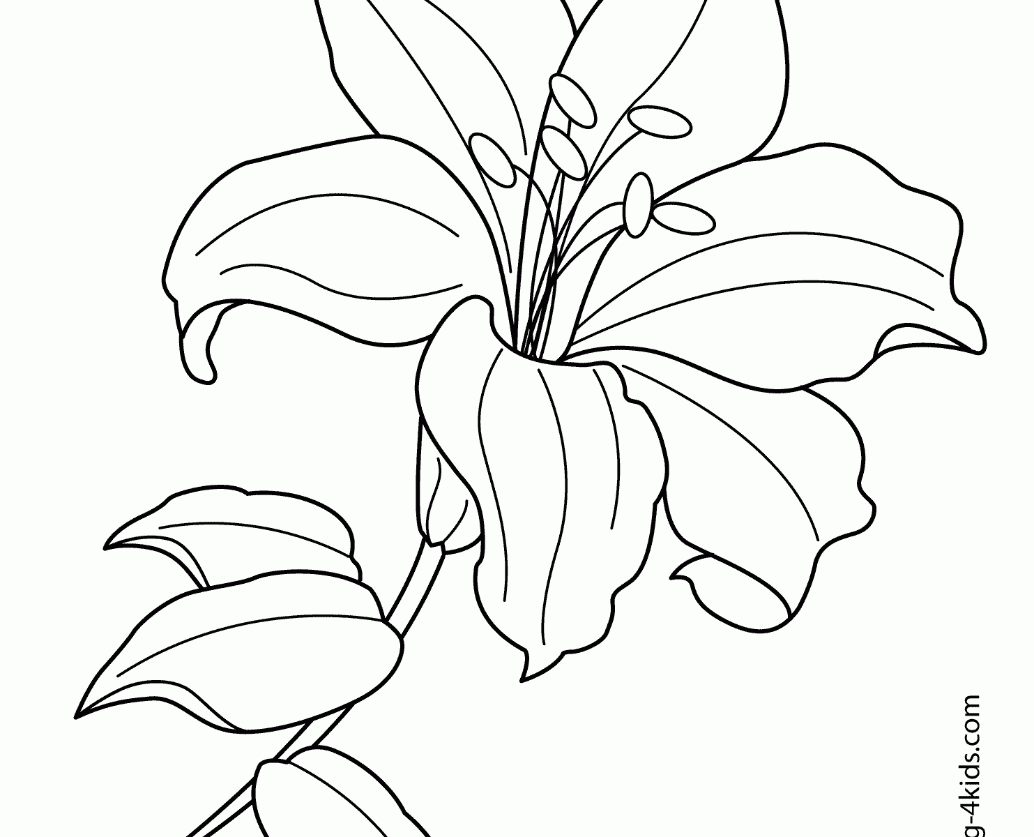 lily flower coloring pages tiger lily flower drawing at getdrawingscom free for coloring flower pages lily 