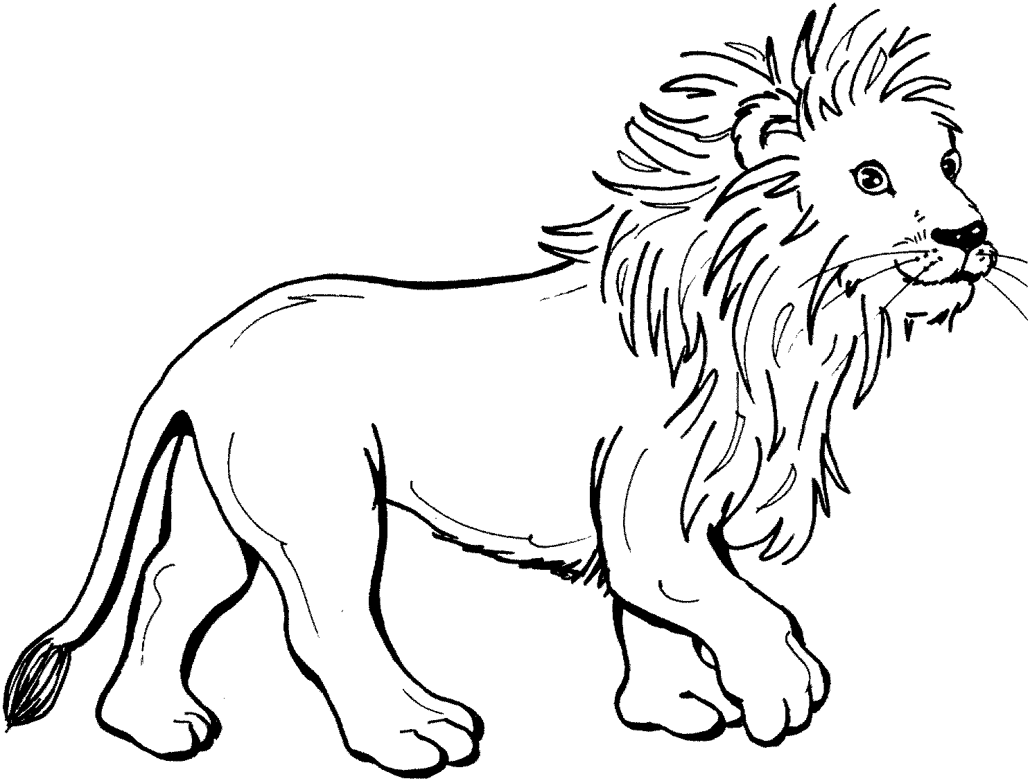 lion color page about lions page lion color 