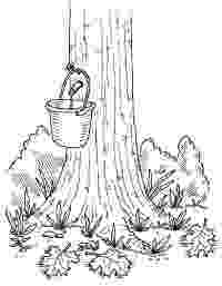 maple tree coloring page dive into morning with these free maple syrup printables page maple coloring tree 