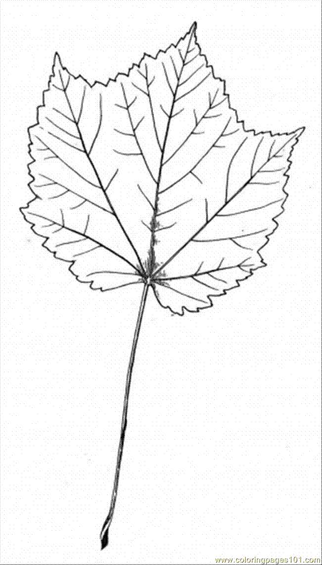 maple tree coloring page free coloring pages of canadian maple leaf 18418 page maple tree coloring 